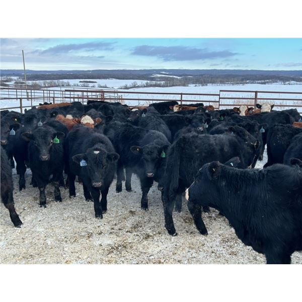 Turtleview Livestock - 720# February Weaned Steers - 81 Head (Goodlands, MB) VBP+