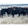 Image 2 : Turtleview Livestock - 720# February Weaned Steers - 81 Head (Goodlands, MB) VBP+