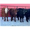 Image 4 : Turtleview Livestock - 720# February Weaned Steers - 81 Head (Goodlands, MB) VBP+