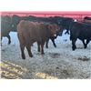 Image 5 : Turtleview Livestock - 720# February Weaned Steers - 81 Head (Goodlands, MB) VBP+