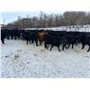 Image 6 : Turtleview Livestock - 720# February Weaned Steers - 81 Head (Goodlands, MB) VBP+