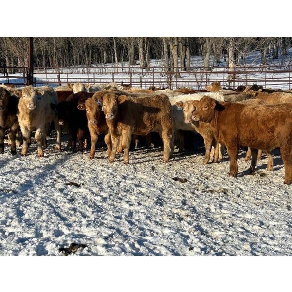 Turtleview Livestock - 720# February Weaned Steers - 81 Head (Goodlands, MB) VBP+