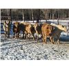 Image 2 : Turtleview Livestock - 720# February Weaned Steers - 81 Head (Goodlands, MB) VBP+