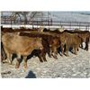 Image 5 : Turtleview Livestock - 720# February Weaned Steers - 81 Head (Goodlands, MB) VBP+
