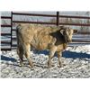 Image 7 : Turtleview Livestock - 720# February Weaned Steers - 81 Head (Goodlands, MB) VBP+