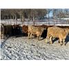 Image 9 : Turtleview Livestock - 720# February Weaned Steers - 81 Head (Goodlands, MB) VBP+
