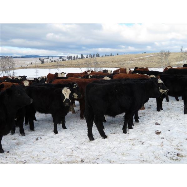 Lauder Ranch - 990# September Grass Steers - 60 Head (Quilchena, BC)