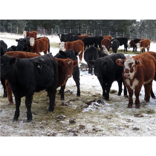 Lauder Ranch - 870# September Grass Heifers - 60 Head (Quilchena, BC)