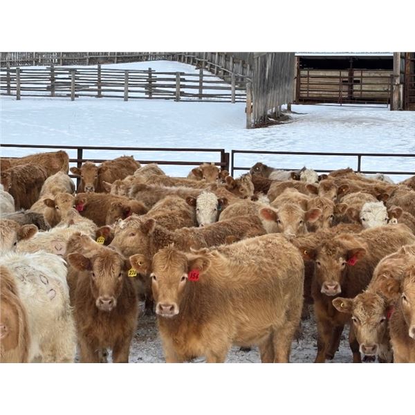 Reilly Lake Ranching - 950# August Grass Heifers - 70 Head (Lloydminster, AB)