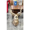 Image 1 : DEER HEAD TAXIDERMY 23" X 26"