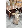 Image 2 : DEER HEAD TAXIDERMY 23" X 26"