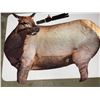 Image 1 : MONTANA DECOY FOLDING ELK COW DECOYS