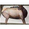 Image 2 : MONTANA DECOY FOLDING ELK COW DECOYS