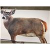 Image 2 : MONTANA DECOY FOLDING WHITETAIL DEER DECOYS
