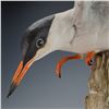 Image 6 : Boehm Porcelain Limited Edition Figurine, Common Tern 497