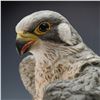 Image 4 : Boehm Porcelain Limited Edition Figurine, Peregrine Falcon