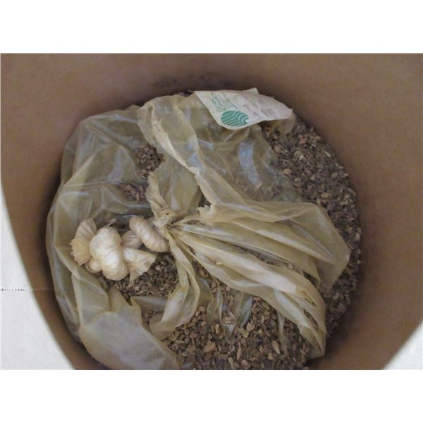 Large Tub of Yellow Dock Root Wood Chips - Approx. 10 Kg - PICK UP PREFERRED