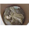 Image 1 : Large Tub of Yellow Dock Root Wood Chips - Approx. 10 Kg - PICK UP PREFERRED