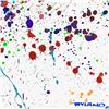Image 2 : Untitled Abstract by Wyland Original
