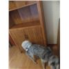 Image 3 : 2 Door Cabinet with Open Shelves 72'' x 32'' x 12''