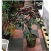 Image 1 : SILK PLANTER