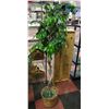 Image 1 : 6FT TALL SILK PLANT