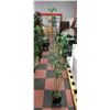 Image 1 : SILK BAMBOO PLANTER