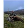 Image 3 : GLACIAL VALLEY: 4-Day Sika Stag Hunt for One Hunter and One NH in Ireland - Includes Trophy Fee