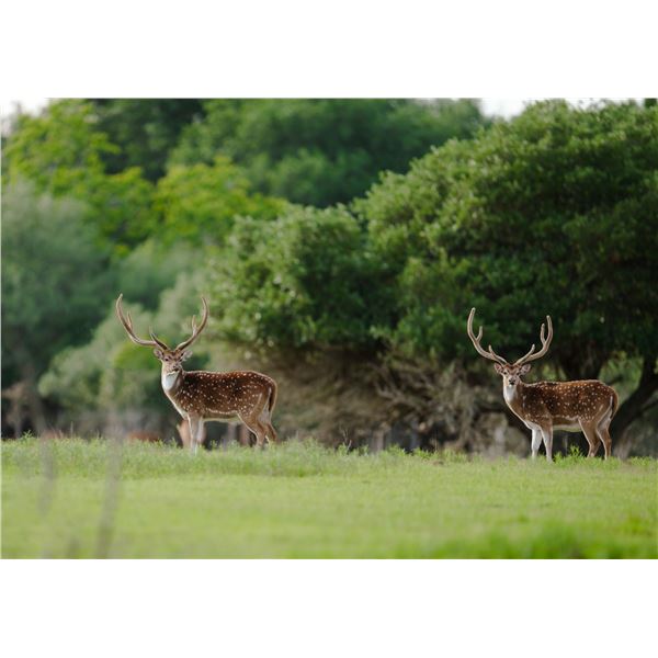 VARA RANCH: 3-Day/2-Night Trophy Axis Hunt for One Hunter in Texas - Includes Trophy Fee