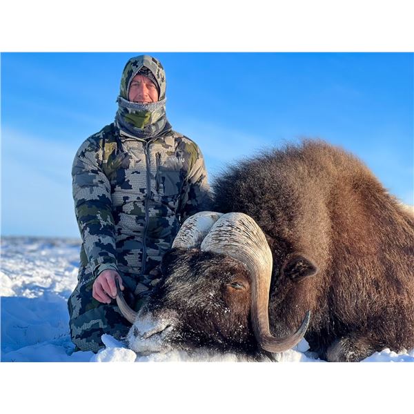 CANADA NORTH: 8-Day Muskox Hunt for One Hunter in Nunavut, Canada - Includes Trophy Fee