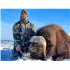 Image 1 : CANADA NORTH: 8-Day Muskox Hunt for One Hunter in Nunavut, Canada - Includes Trophy Fee