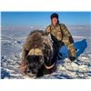 Image 3 : CANADA NORTH: 8-Day Muskox Hunt for One Hunter in Nunavut, Canada - Includes Trophy Fee