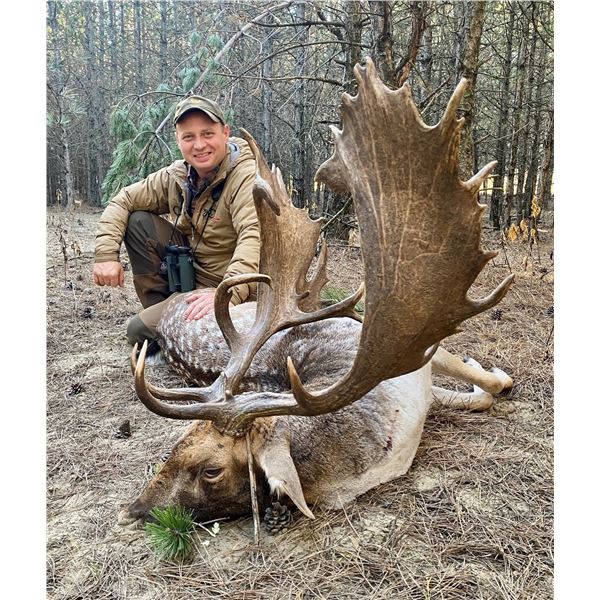 WILD INSTINCT: 3-Day Fallow Deer Hunt for Two Hunters and Two NHs in Hungary - Includes Trophy Fees