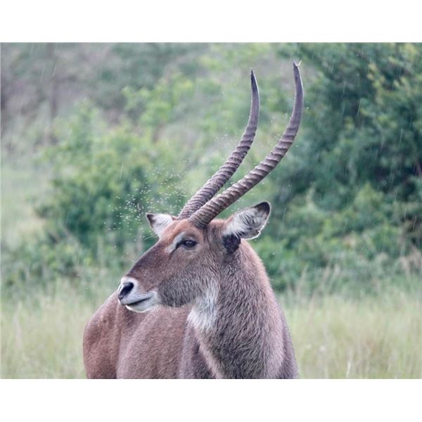 KOS SAFARIS UGANDA: 6-Day Plains Game Safari for One Hunter and One Non-Hunter in Uganda