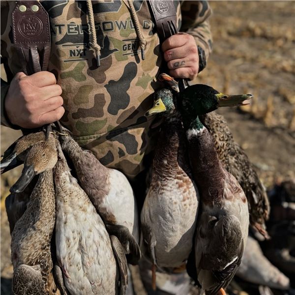 COLD WATER OUTFITTERS: 4-Day/4-Night Waterfowl Hunt for Four Hunters in North Dakota