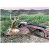 Image 2 : HUNTING IN AUSTRIA: 6-Day Roe Hunt for Two Hunters and Two NHs in Romania - Includes Trophy Fees