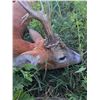 Image 3 : HUNTING IN AUSTRIA: 6-Day Roe Hunt for Two Hunters and Two NHs in Romania - Includes Trophy Fees