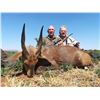 Image 3 : AFRICAN MAXIMUM: 8-Day Plains Game Safari for Two Hunters and Two NHs in SA - Includes Trophy Fees