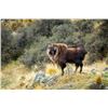 Image 4 : SOUTHERN MOUNTAIN ADVENTURE: 5-Day Tahr Hunt for Two Hunters in NZ - Includes Trophy Fees