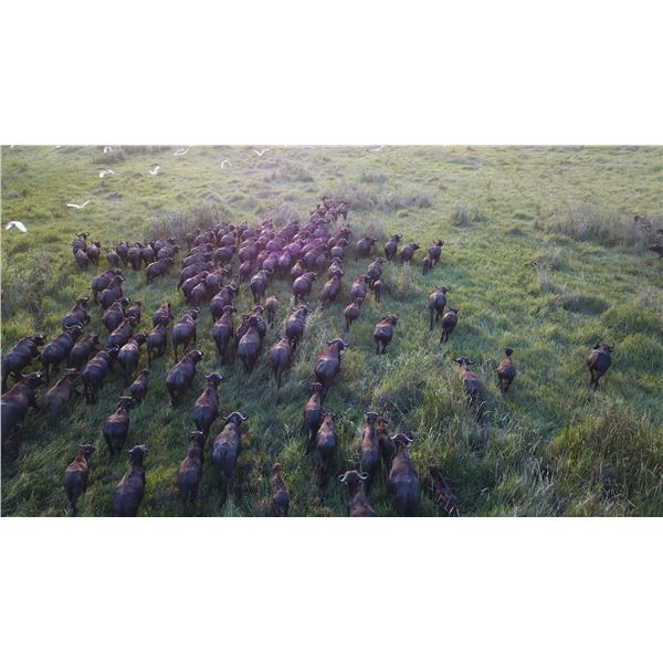 MARROMEU: 10-Day Cape Buffalo Hunt for One Hunter and One NH in Mozambique-Includes Trophy Fee