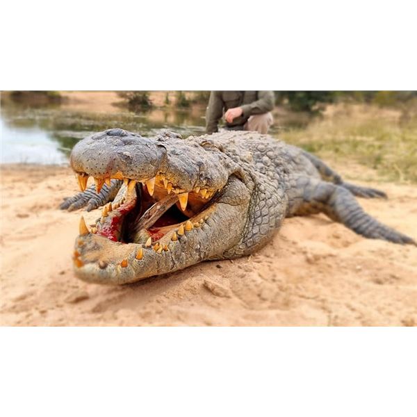 EPIC SAFARI: 7-Day Rhino Dart and Croc  Hunt for One Hunter and One NH in SA - Includes Trophy Fee