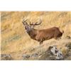 Image 6 : GLEN DENE: 7-Day Gold Medal Red Stag Hunt for One Hunter and One NH in NZ - Includes Trophy Fee