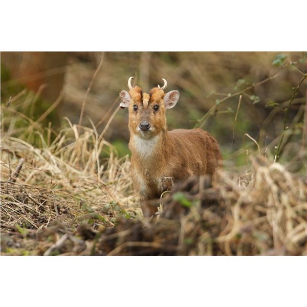 CARNEGIE: 5-Day Roe and Muntjac Hunt for One Hunter and One NH in England - Includes Trophy Fees