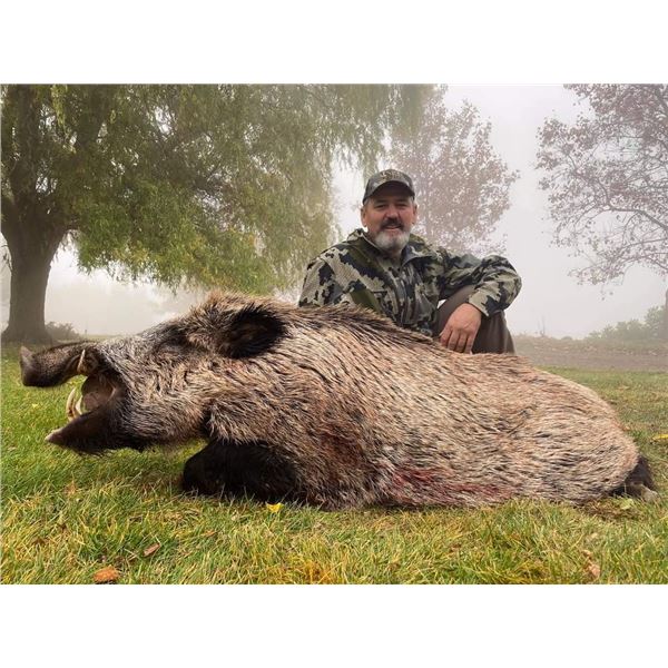SAFARI INTERNATIONAL: 5-Day Boar & Mouflon Hunt for 1Hunter/1NH in Macedonia - Includes Trophies