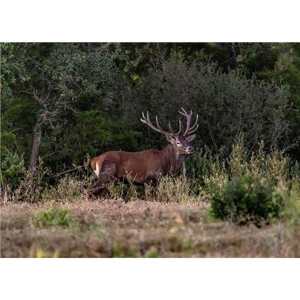 5J RANCH: 3-Day Red Deer Hunt for One Hunter and One Non-Hunter in Texas - Includes Trophy Fee