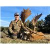 Image 2 : ESPACAZA - JOSE MALLO: 4-Day Big Game Hunt for Two Hunters in Spain - Includes Trophy Fees