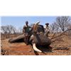Image 4 : LEEUWKOP: Non-Trophy Elephant and Buffalo Hunt for 1 Hunter / 1NH in Zimbabwe - Includes Trophies