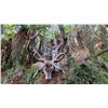 Image 3 : WANGANUI: 5-Day Red Stag Hunt for One Hunter and One NH in New Zealand - Includes Trophy Fee