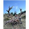 Image 1 : EUROHUNTS: 4-Day Red Deer Hunt for 2 Hunters and 2 NHs in Spain - Includes Trophy Fees & Tours