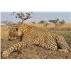 Image 1 : GANAM: 14-Day Leopard, Cape Buffalo and Plains Game Safari for One Hunter in Tanzania